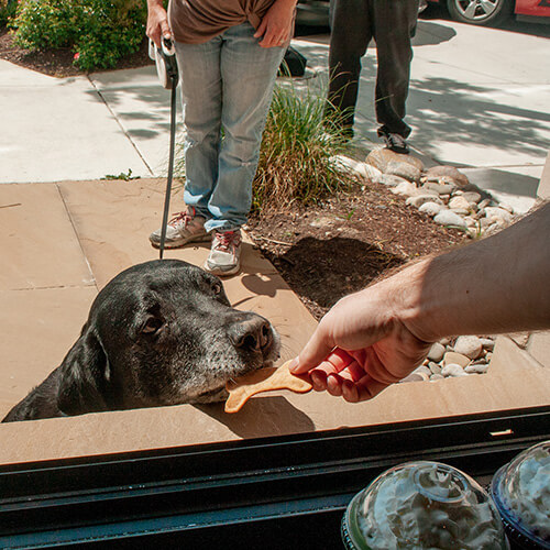 A dog takes a dog treat from the walk up window